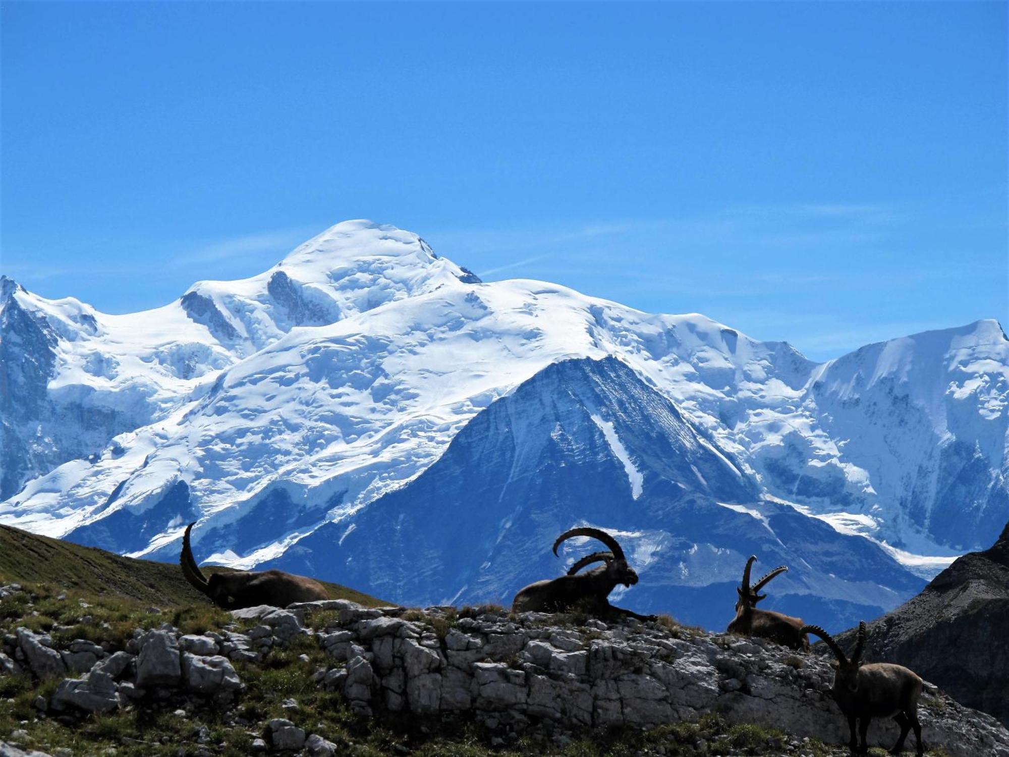 Vintage Chic -Central, Wifi, Mountain View Les Carroz d'Araches Exterior photo
